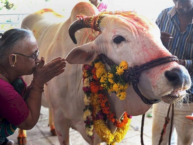 शिवप्रहार न्यूज - पंधराशे किलो गो मांस पकडले;  आरोपी कुरेशी अंधारात झाला फरार...