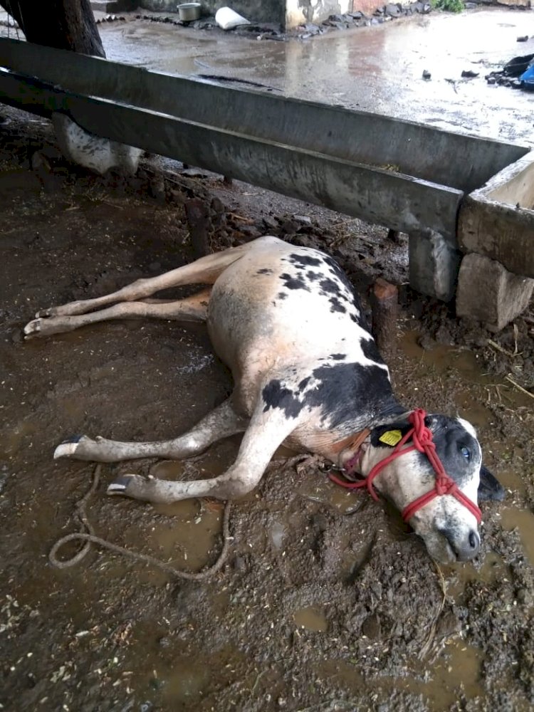 शिवप्रहार न्यूज- गोंडेगाव मध्ये वीज पडून गाय जागीच ठार