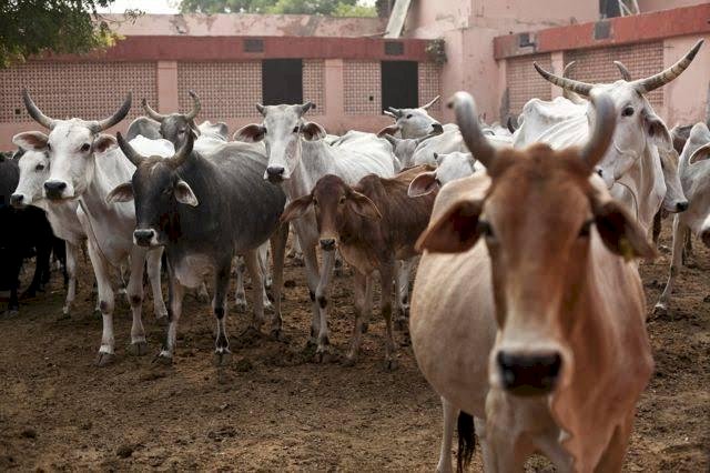 शिवप्रहार न्यूज- श्रीरामपुरात गोवंशाचे मांस पकडले;आरोपीला अटक ...