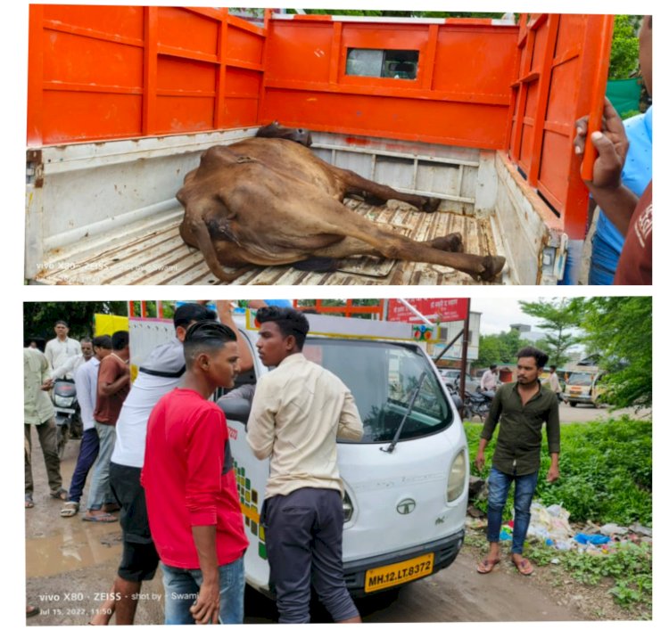 शिवप्रहार न्यूज- सकाळी-सकाळी कत्तलीसाठी चालवलेल्या गाईचे “शिवप्रहार”च्या मावळ्यांनी वाचवले प्राण…