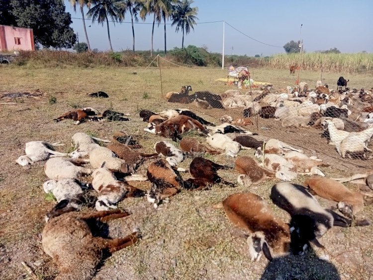 शिवप्रहार न्यूज - आज सकाळी खंडाळा गाव परिसरात 40 ते 45 मेंढ्या मयत स्थितीत आढळल्या...