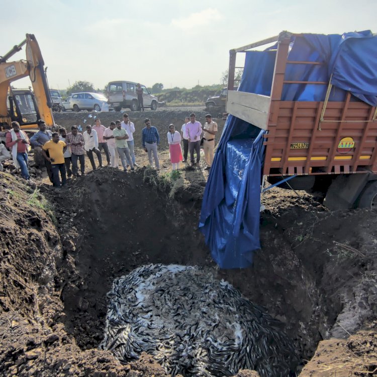 शिवप्रहार न्यूज - बंदी असलेला 5,500 किलो मांगुर मासा पकडला; स्थानिक गुन्हे शाखेची कारवाई 