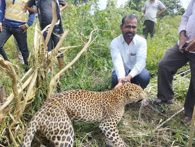 शिवप्रहार न्युज -  बेलापूर परिसरात तारेचा फास लागून बिबट्याचा मृत्यू...