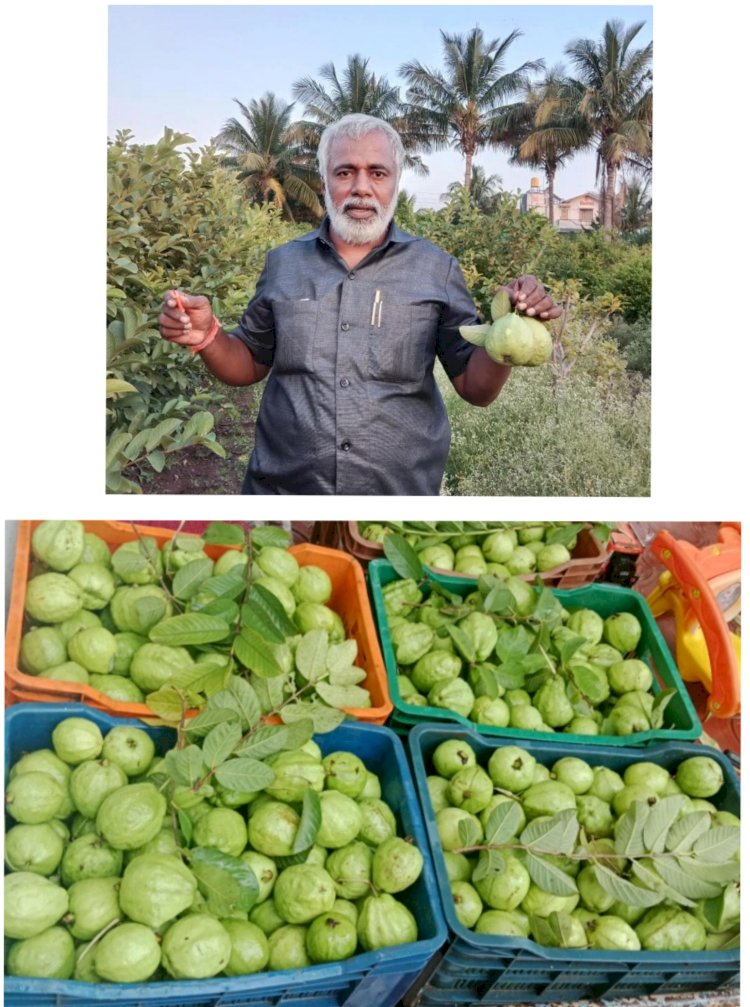 शिवप्रहार न्युज -   श्रीरामपूर बाजार समितीत पेरूला उच्चांकी ६० रुपये किलो भाव ! 