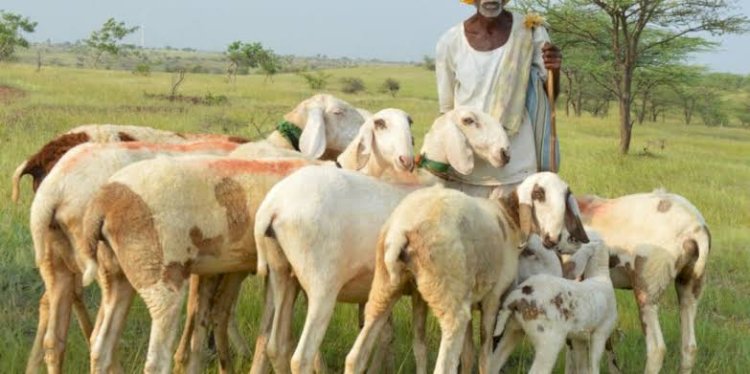 शिवप्रहार न्युज -  ०८ लाखाच्या मेंढ्या नेऊन मेंढपाळाची फसवणूक…