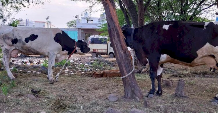 शिवप्रहार न्युज -  ममदापुरात पोलिसांचा छापा ; १५ जिवंत गाईसह पाच ते सहा टन गोमांस जप्त…